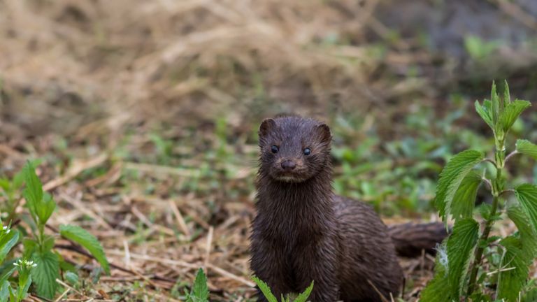 Vison, Mustelidae, avec fourrure brune sur sentier herbeux un matin de printemps