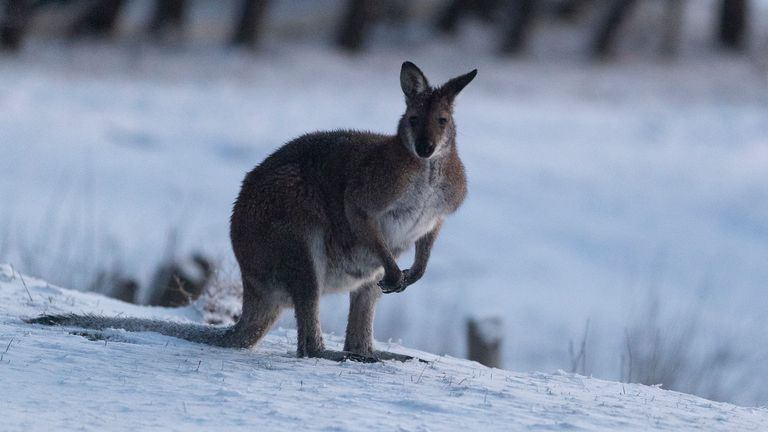 Un wallaby marche sur une couverture de neige près du lac Eucumbène dans Old Adaminaby