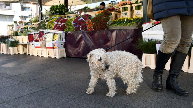 La nouvelle règle stipule que les propriétaires de chiens doivent promener leur animal au moins deux fois par jour