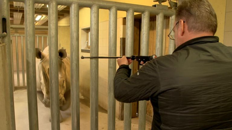 Le Dr Frank Göritz travaille pour sauver le rhinocéros blanc du nord de l'extinction
