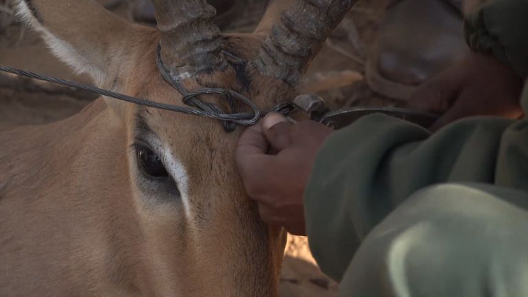 Afrique du Sud Impala pris dans le fil