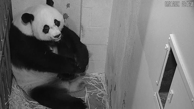 Panda câline son petit bébé après une rare naissance à Washington DC