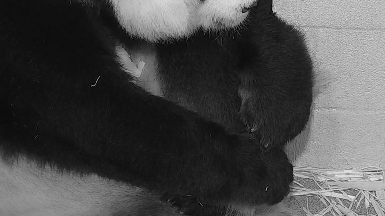 Panda câline son petit bébé après une rare naissance à Washington DC