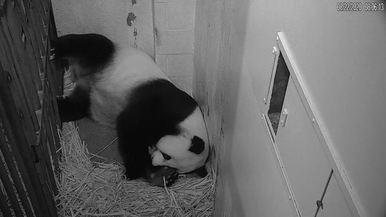 Panda câline son petit bébé après une rare naissance à Washington DC