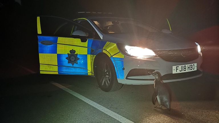 La police a repéré le pingouin lors d'une patrouille à Strelley, Nottinghamshire