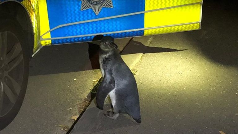 Les officiers ont nommé le pingouin Po-Po