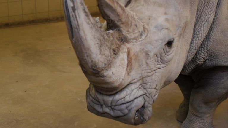 Le rhinocéros blanc du sud appelé Karen