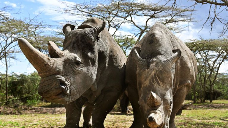 Najin (L) avec sa fille Fatu dans leur enclos à Ol-Pejeta