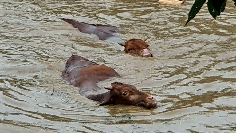 Vaches luttant pour nager dans les eaux de crue causées par de fortes pluies dans le comté sud-ouest de Gurye, Corée du Sud, 08 août 2020.