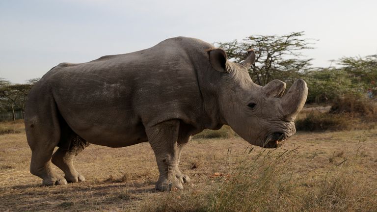 Le dernier rhinocéros blanc du nord mâle survivant nommé 'Sudan' est vu à la réserve Ol Pejeta à Laikipia, Kenya, le 18 juin 2017. REUTERS / Thomas Mukoya