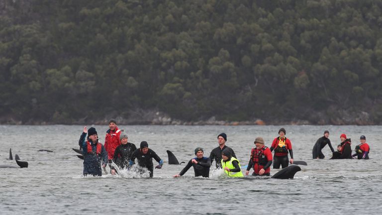 STRAHAN, AUSTRALIE - 22 SEPTEMBRE: Les équipes de sauvetage maritime tentent d'aider à sauver des centaines de globicéphales noirs échoués sur un banc de sable le 22 septembre 2020 à Strahan, en Australie.  Plus de 200 globicéphales sont échoués sur un banc de sable du port de Macquarie sur la côte ouest de la Tasmanie, les sauveteurs tentant désespérément de sauver les baleines, car plus de 90 sont craint mortes.  (Photo par Brodie Weeding / The Advocate - Piscine / Getty Images)