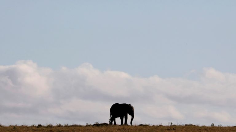 Un éléphant se promène dans la réserve nationale du Masai Mara, Kenya