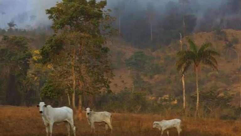 La forêt tropicale brûle derrière le bétail au pâturage