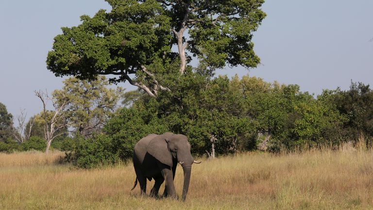 Éléphant du Botswana