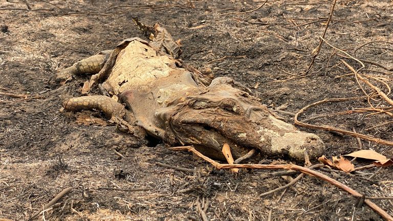 Les corps de caïman sont vus là où ils sont morts en échappant aux flammes