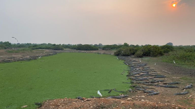 Des caïmans sont vus alignés près d'une source d'eau après les incendies