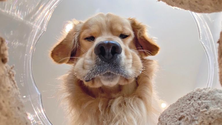 F