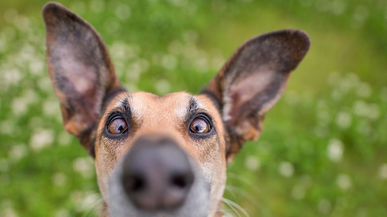 Elke Vogelsang / Mars Petcare Comedy Pet Photo Awards 2020