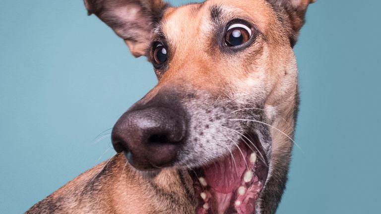 Elke Vogelsang / Mars Petcare Comedy Pet Photo Awards 2020