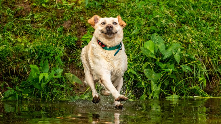John Carelli / Mars Petcare Comedy Pet Photo Awards 2020