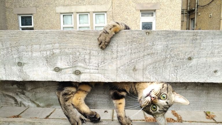 Malgorzata Russell de Oliveira / Mars Petcare Comedy Pet Photo Awards 2020