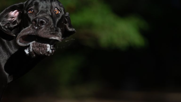 Annett Mirsberger / Mars Petcare Comedy Pet Photo Awards 2020