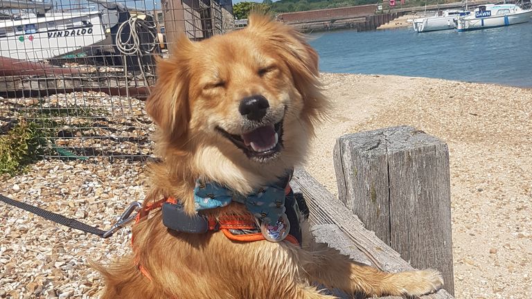 Dean Pollard / Mars Petcare Comedy Pet Photo Awards 2020
