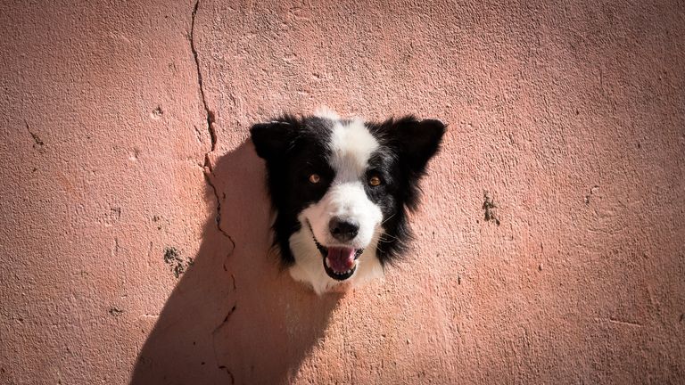 Antonio Peregrino / Mars Petcare Comedy Pet Photo Awards 2020