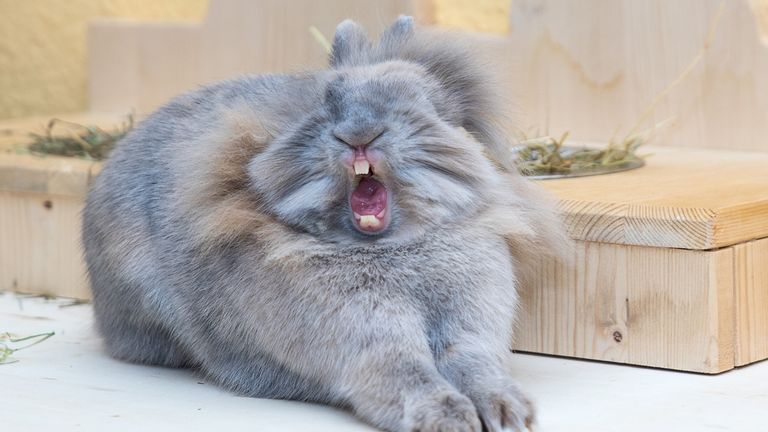 Anne Lindner / Mars Petcare Comedy Pet Photo Awards 2020
