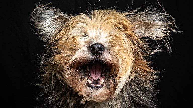 Prix ​​Hetwie van der Putten / Mars Petcare Comedy Pet Photo Awards 2020