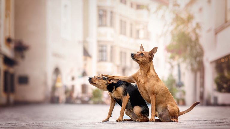 Kerstin Ordelt / Mars Petcare Comedy Pet Photo Awards 2020