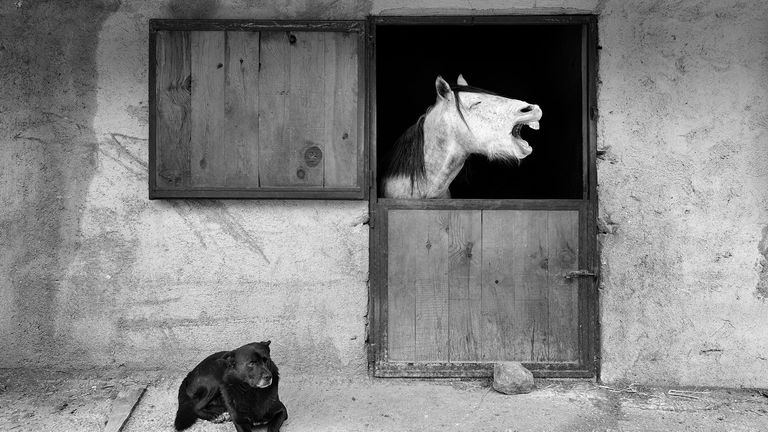 Prix ​​Mehmet Aslan / Mars Petcare Comedy Pet Photo Awards 2020