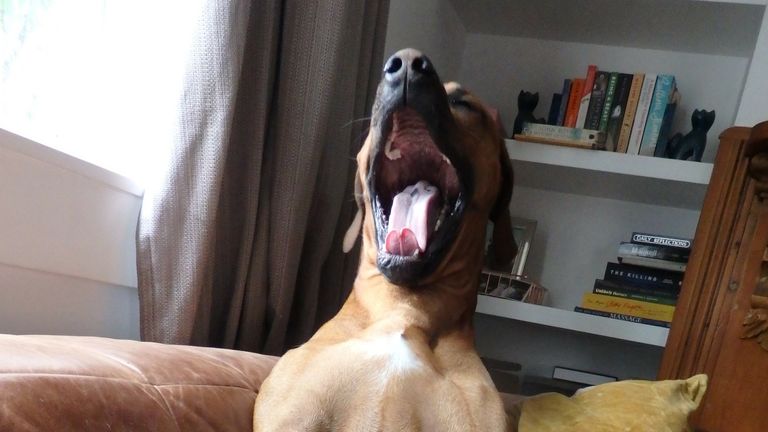 Carol Delaney / Mars Petcare Comedy Pet Photo Awards 2020