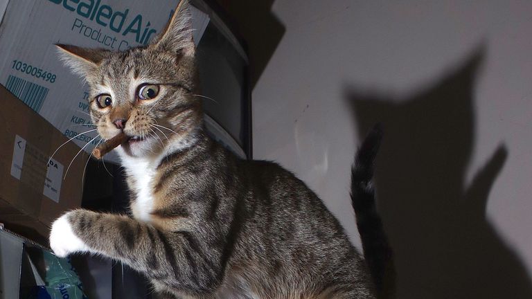 Iain McConnell / Mars Petcare Comedy Pet Photo Awards 2020