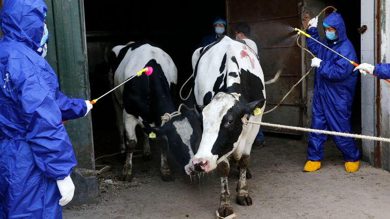 La brucellose peut se propager aux humains à partir du bétail infecté, comme les vaches