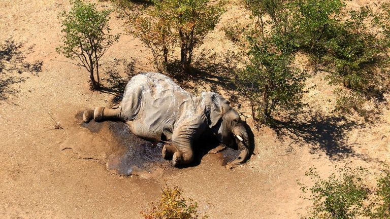 Les éléphants morts ont été trouvés dans le delta de l'Okavango, au Botswana