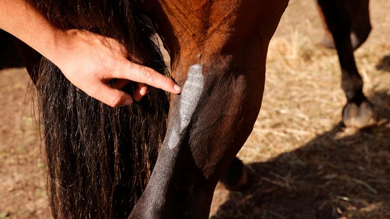 Balaclava, le cheval de Rémy Marechal, faisait partie des animaux blessés