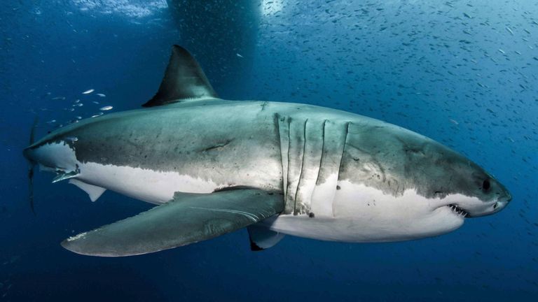 Les grands requins blancs ont `` évolué de nombreux changements moléculaires dans les gènes liés à la réparation de l'ADN et à la tolérance aux dommages ''