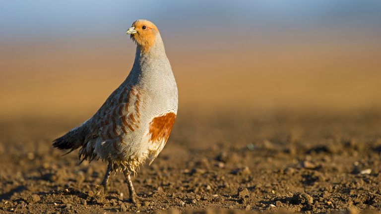 Les populations de perdrix grises ont diminué au Royaume-Uni