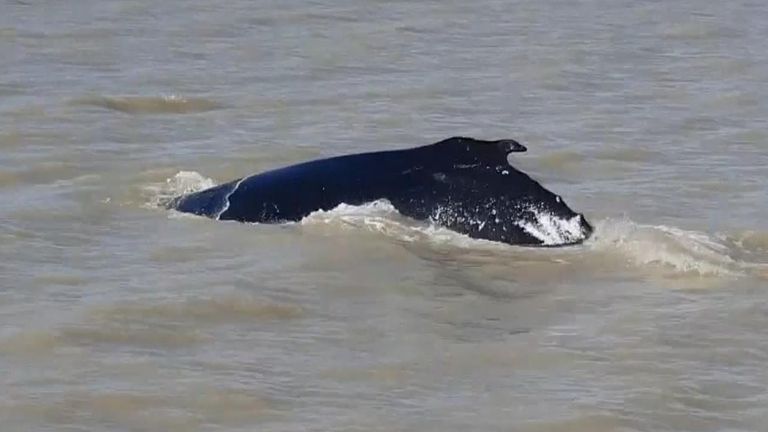 Les baleines ont peut-être fait un `` mauvais virage '', selon les scientifiques