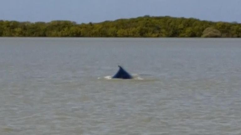 Les créateurs ont été repérés à environ 20 km de l'embouchure du fleuve dans la mer de Timor