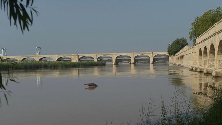 POUR ALLER AVEC Pakistan-environnement-conservation-animal, FEATURE BY ASHRAF KHAN Sur cette photographie prise le 13 septembre 2014, un dauphin aveugle nage le long du fleuve Indus dans la ville de Sukkur, au sud du Pakistan.  La légende locale raconte que le dauphin de l'Indus au Pakistan était autrefois une femme, transformée par une malédiction d'un saint homme en colère d'avoir oublié de le nourrir un jour.  AFP PHOTO / Rizwan TABASSUM (Le crédit photo doit se lire RIZWAN TABASSUM / AFP via Getty Images)
