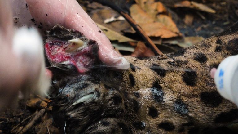 L'équipe de secours aide les jaguars qui ont été blessés dans les incendies dans la région du Pantanal
