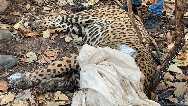 De nombreux jaguars qui ont survécu à la tempête de feu sont maintenant gravement blessés 