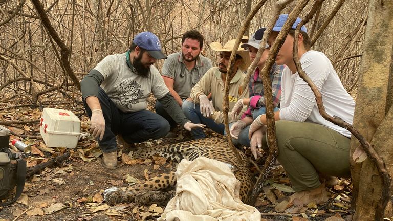 Eduarda Fernandes et son équipe soignent et blessent un jaguar 