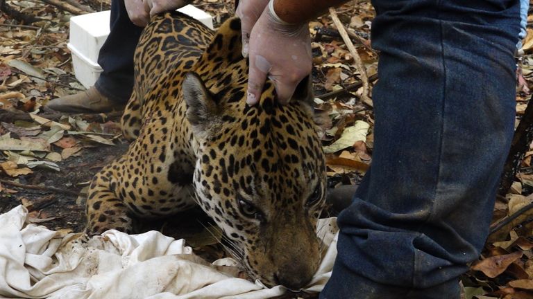 L'équipe de secours sédate les jaguar qui ont besoin d'un traitement