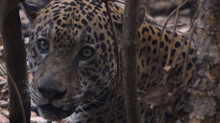 Les incendies ont dévasté l'habitude des jaguars qui vivent dans la région