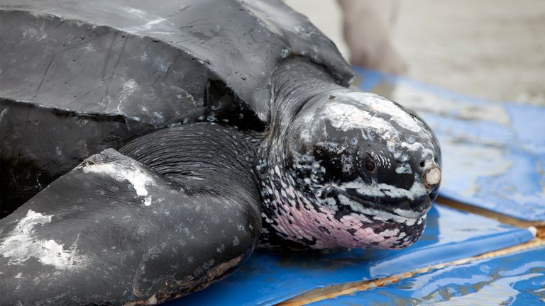 Une tortue luth est relâchée dans la nature