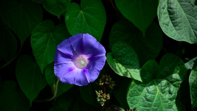Morning Glories faisait partie des espèces végétales trouvées dans les sacs de graines