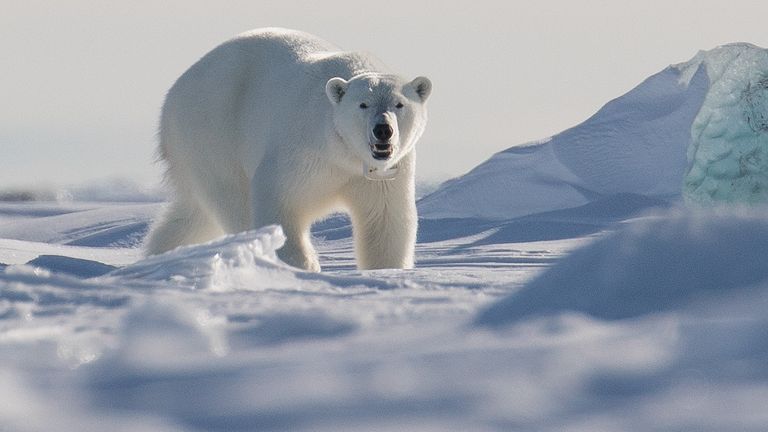 Ours polaire des îles du Svalbard.  Image de fichier